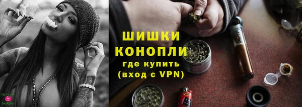 сатива Новозыбков