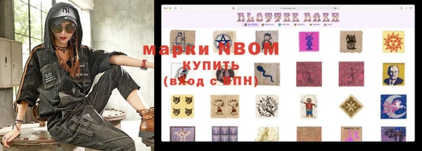 сатива Новозыбков