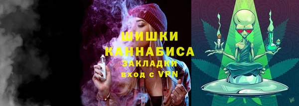 сатива Новозыбков