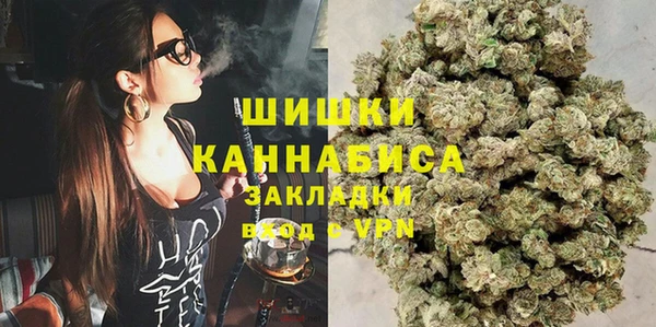 сатива Новозыбков